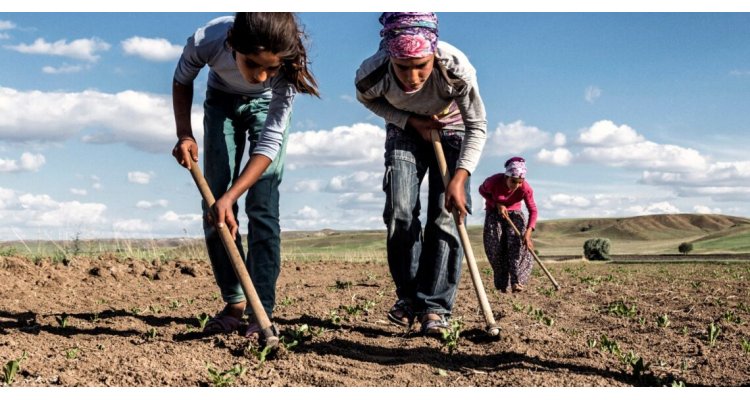 Mevsimlik Tarımda Çocuk İşçiliğinin Önlenmesi Projesi Başladı