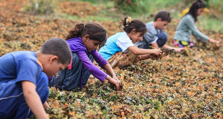 Elimination of Child Labour in Seasonal Agriculture