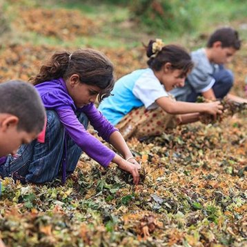 Mevsimlik Tarımda Çocuk İşçiliğinin Önlenmesi